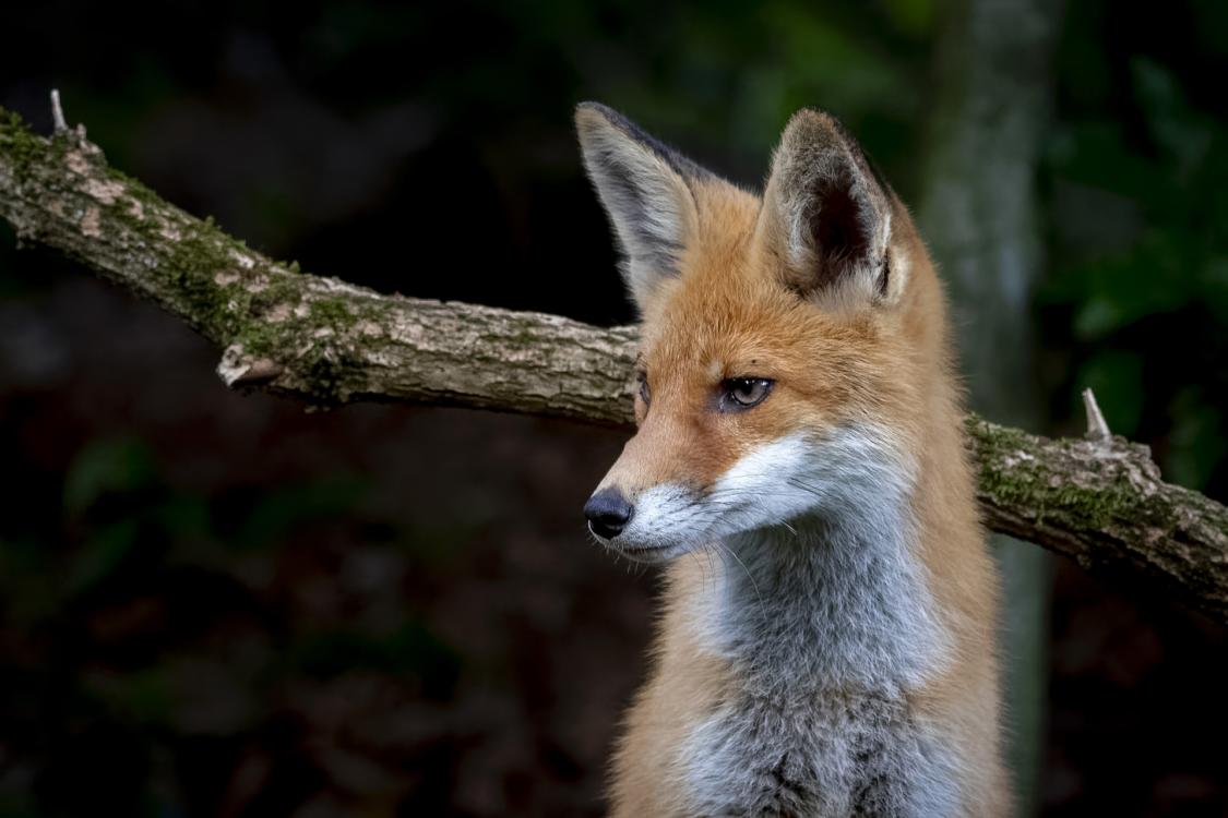 Nature & Biodiversity in the Park